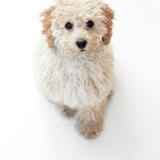 Chiens